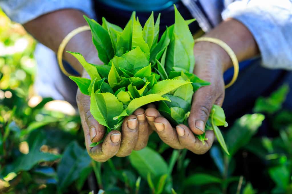 Boire du thé vert au moins trois fois par semaine serait bon pour la santé, mais le thé noir ne produirait pas autant de bienfaits. Cueillette du thé vert au Sri-Lanka. © Tunach17, Adobe Stock