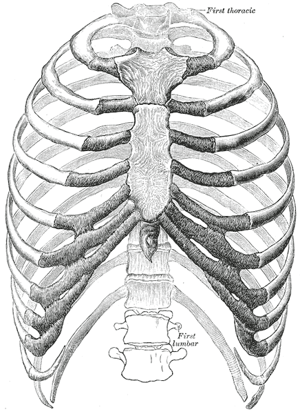 La structure osseuse du thorax © Henry Vandyke Carter, Wikimedia Commons, Domaine Public