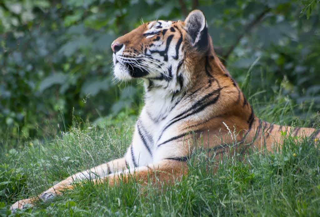 Les tigres de Sibérie adultes mesurent 1 à 1,2 m au garrot. Leurs griffes atteignent environ 10 cm de long. © Bastien Mejane, Flickr, cc by nc nd 2.0
