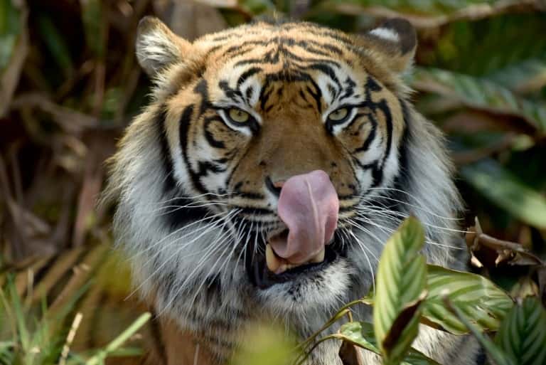 Un tigre de Sumatra au zoo Taronga, à Sydney, le 13 septembre 2017. © Peter Parks, AFP/Archives