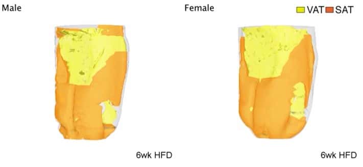 Visualisation de la répartition des graisses chez les hommes (à gauche) et chez les femmes (à droite) en réponse à un régime riche en graisses. © <em>Augusta University</em>