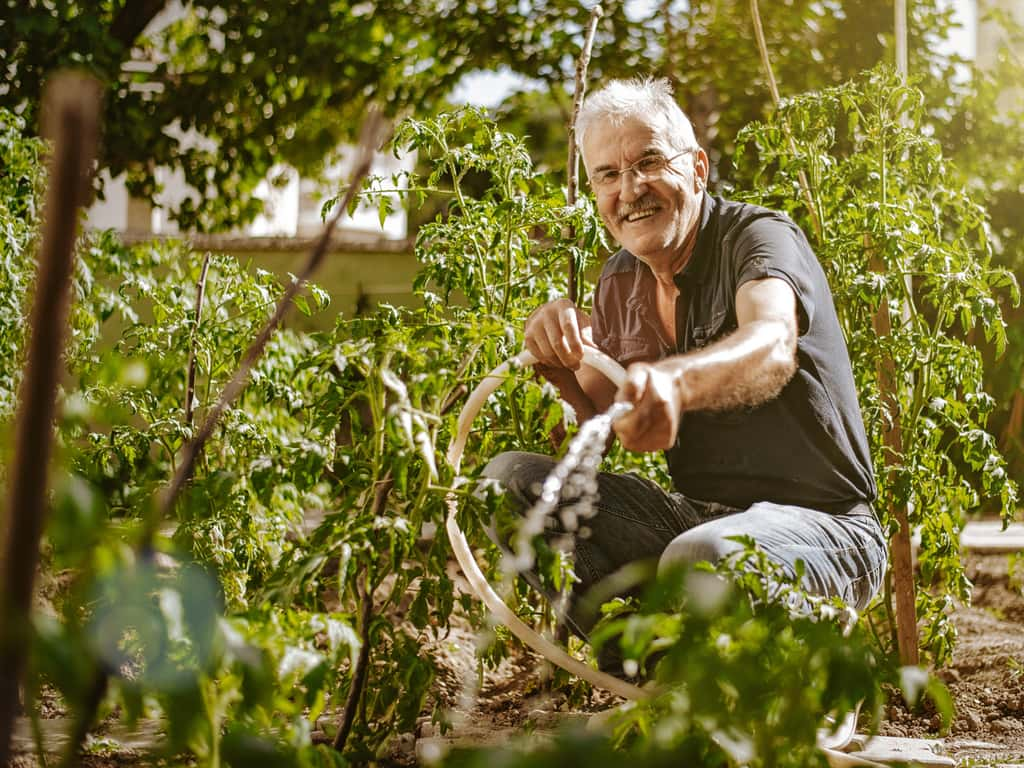 Pour avoir des tomates parfaites, ni flétries ni éclatées, la délicate technique de l'arrosage doit être maîtrisée. © iStock