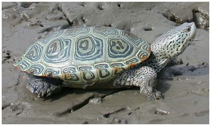 La tortue à dos de diamant pourrait-elle aussi prendre le chemin de la mer, comme sa cousine <em>Mauremys rivulata</em> l’a vraisemblablement fait en Méditerranée ? © JD Wilson, <em>Plos One</em>, cc by sa 2.5