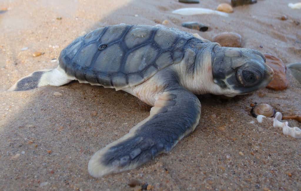 La tortue à dos plat, ou <em>Natator depressus</em>, est l'unique représentante du genre <em>Natator</em>. © Purpleturtle57, Wikimedia Commons, CC BY-SA 3.0