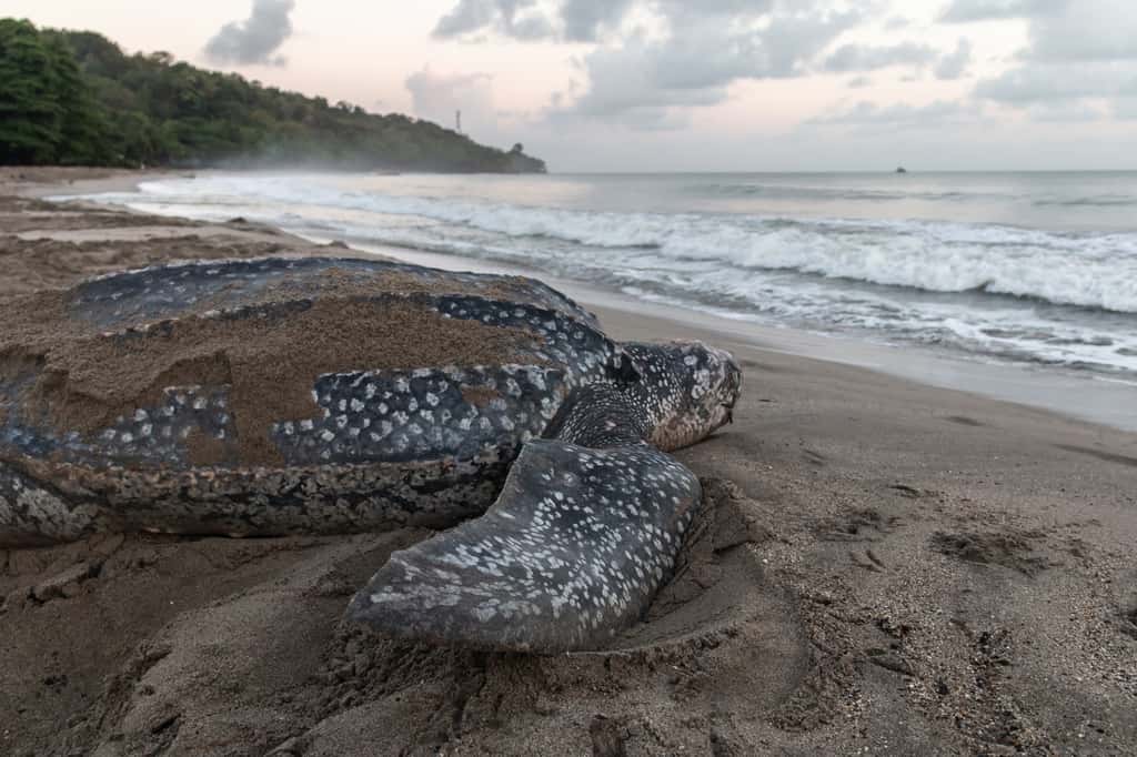 La population de tortues luth a connu un effondrement de 95 % en 20 ans sur son site de ponte à l’est de la Guyane, et la pêche illégale n’y est certainement pas pour rien. © Jade, Adobe Stock 