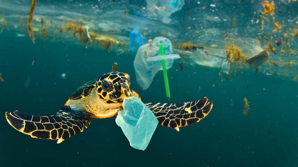 Des millions de tonnes de plastique se retrouvent à la mer chaque année. © Richard Carey, Adobe Stock
