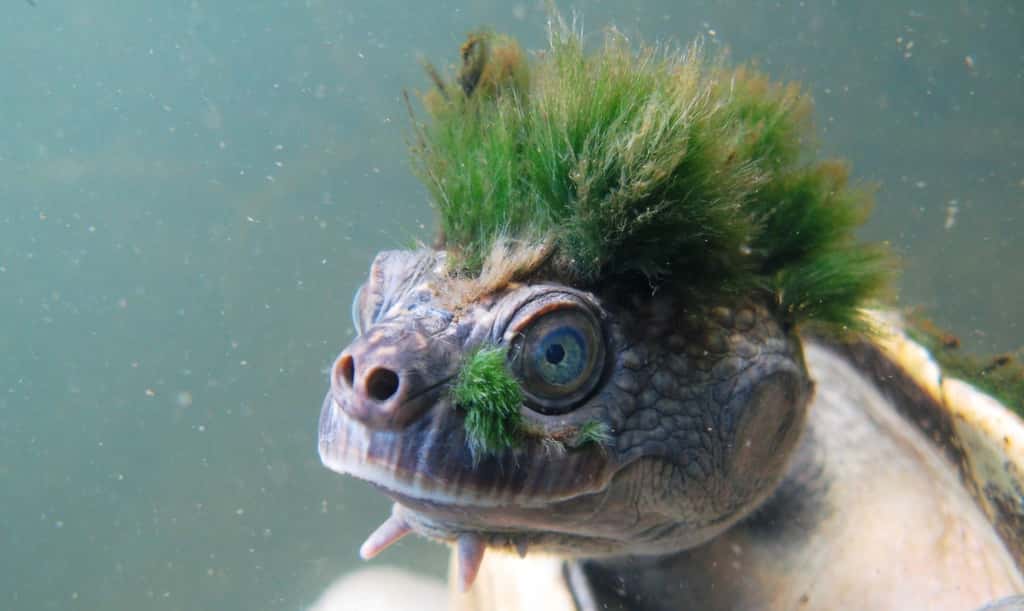 La tortue de la Mary River, qui peut passer jusqu'à trois jours sous l'eau, a rejoint la liste des reptiles menacés de la<em> Zoological Society of London</em> (ZSL). © Chris VAN WYK, ZSL, AFP