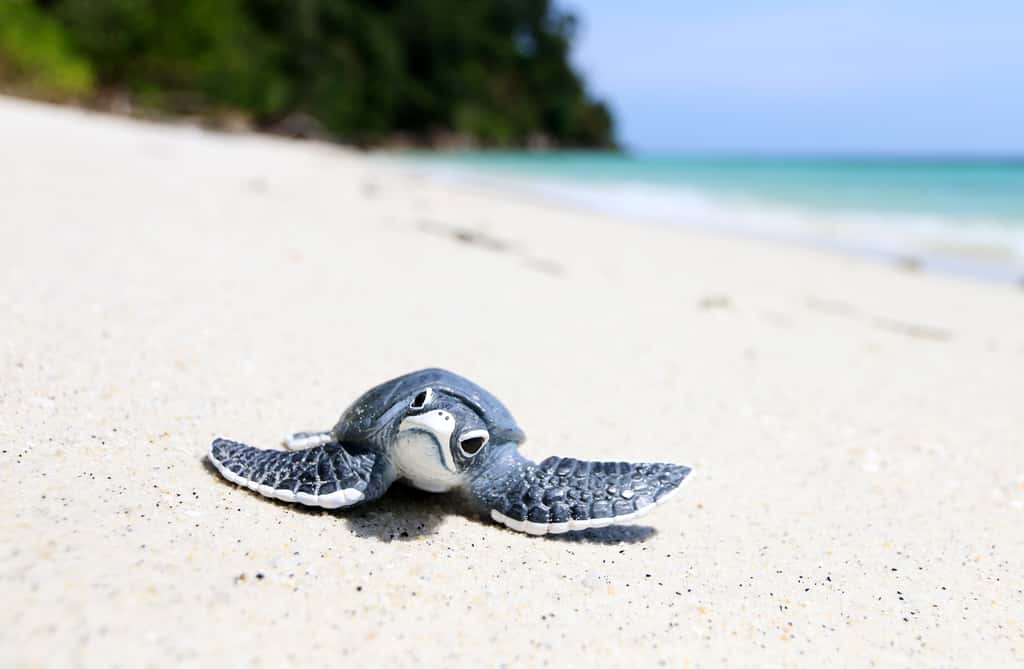Depuis 4 ans, aucun bébé tortue de mer mâle n'a été répertorié sur les plages de Floride. © kathayut, Adobe Stock