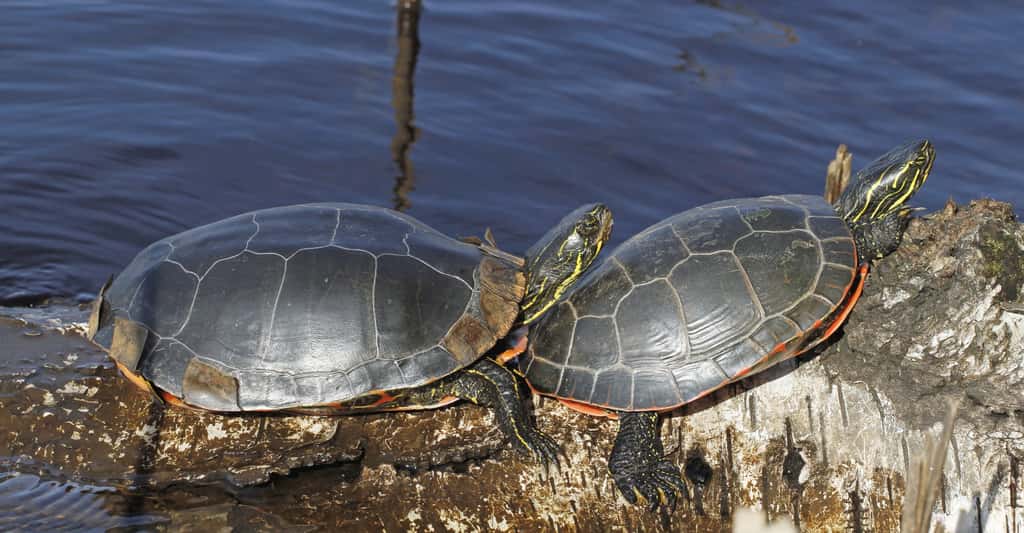 Les tortues peintes respirent par leur anus pour survivre dans le froid. Ici, elles se réchauffent au soleil. © juerpa68, Fotolia