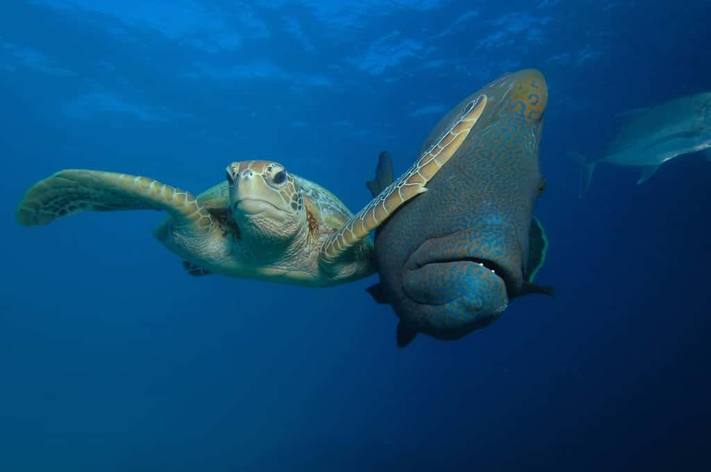Voici une tortue… ninja ! Il peut arriver que certains animaux se sentent un peu à l’étroit dans l’océan. © Troy Mayne, <em>Comedy Wildlife Photography Awards</em>