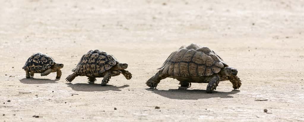 Les tortues sont parmi les espèces les plus menacées avec les crocodiles. © EtienneOutram, Adobe Stock