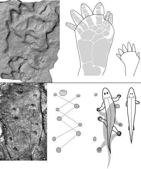 Remarquablement conservées dans la boue fossilisée, ces traces de pas sont celles d'un animal à quatre pattes qui savait marcher. © Pehr Ahlberg <em>et al., Nature</em>