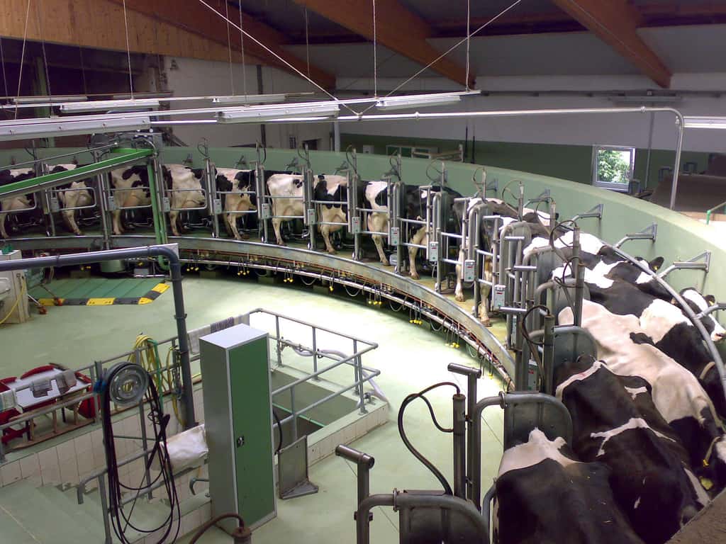 Salle de traite rotative, ou carrousel de traite. Les vaches sont généralement traites deux fois par jour. © Gunnar Richter, Wikimedia Commons