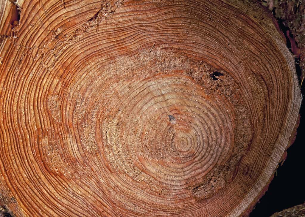 Les scientifiques considèrent les cernes des arbres comme un indicateur très fiable sur l'évolution du climat. © Foto-Rabe, Pixabay