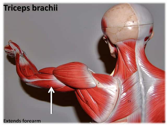 Le triceps est un muscle extenseur du bras. © Rob Swatski, Flickr, CC by-nc 2.0