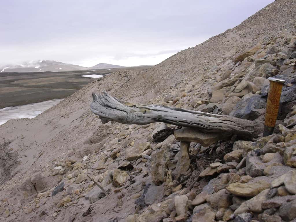 Au nord du Groenland, un tronc vieux de deux millions d'années d'un mélèze encore coincé dans le pergélisol des dépôts côtiers. L'arbre a été emporté vers la mer par les rivières qui ont érodé l'ancien paysage forestier. © Professeur Svend Funde