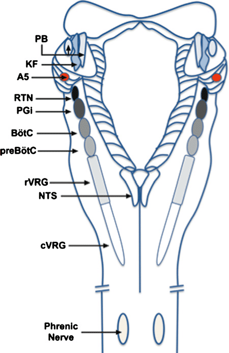 Vue dorsale du tronc cérébral sur laquelle les noyaux responsables de la respiration sont indiqués. Le noyau rétro-trapézoïde est indiqué par les lettres RTN sur la partie gauche du schéma. © Creative Commons, Attribution 4.0 International