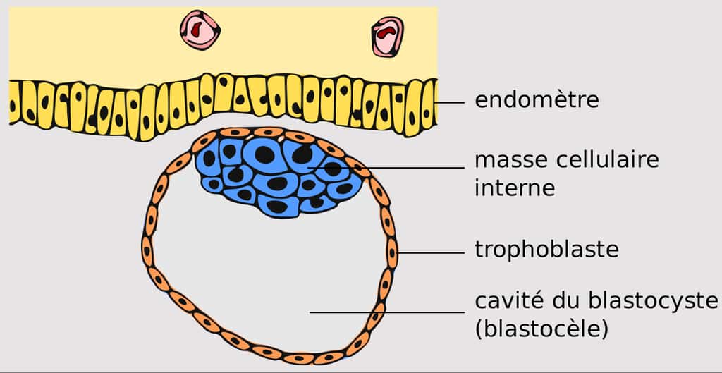  Schéma d'un blastocyste, ou stade du développement embryonnaire précoce chez l'être humain. © Épigénéticien, <em>Wikimedia Commons</em>, CC BY-SA 4.0
