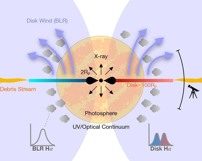 Un modèle des émissions ultraviolettes et dans le visible du TDE AT 2018hyz est montré dans ce diagramme. Un disque d'accrétion se forme rapidement après le TDE, il génère une émission de rayons X (flèches noires) à petites distances du trou noir central, émission qui n'est visible qu'à travers l'entonnoir vertical. Dans d'autres directions, les rayons X sont dégradés en énergie par le plasma de la photosphère ou dans les vents (<em>winds</em>) de matière issus du disque, devenant des émissions UV dans le visible et optiques. L'émission d'une raie de l'hydrogène H alpha est produite sur deux sites distincts en dehors de la photosphère, notamment dans un grand disque elliptique en rotation où un effet Doppler se produit. © Tiara Hung