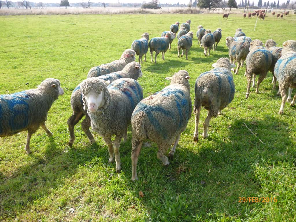 Les chercheurs ont observé plusieurs petits groupes de moutons. © Luis Gómez-Nava, Richard Bon et Fernando Peruani