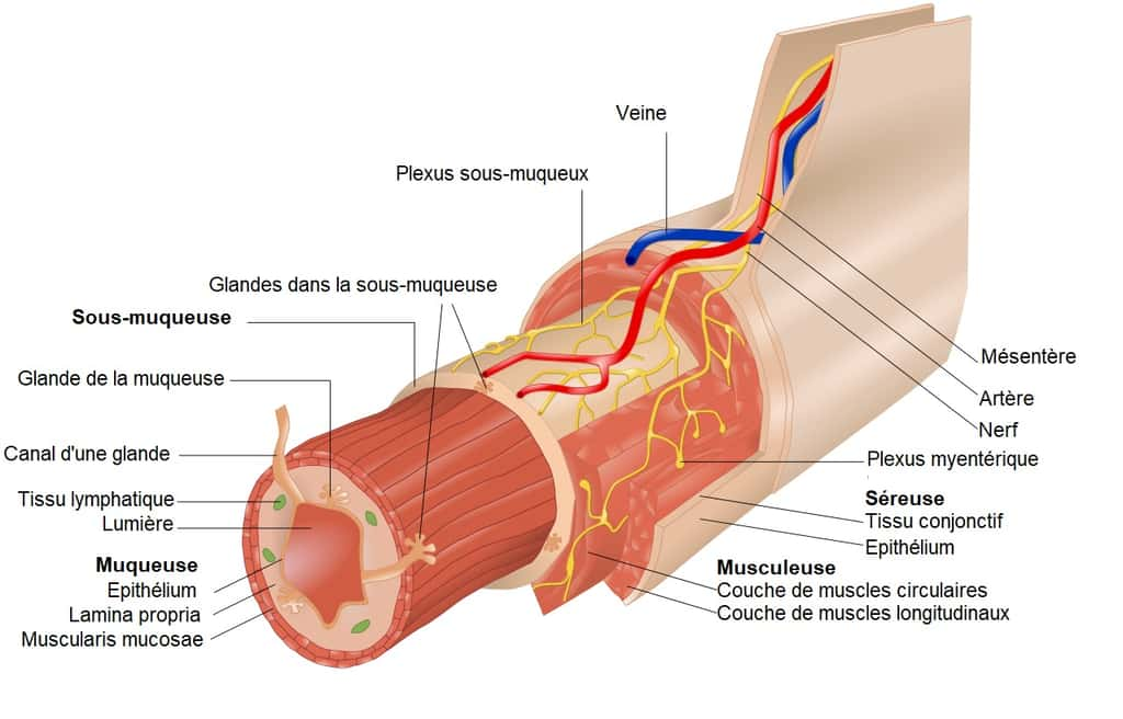 Le tube digestif est une succession d'organes creux tapissés d'une muqueuse. Structure générale du tube digestif. © Gtaf, <em>Wikimedia Commons</em>, CC BY-SA 4.0