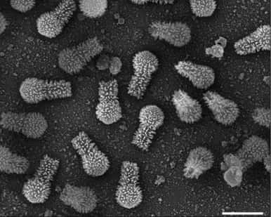 Particules de Tupanvirus au microscope électronique à balayage. La barre représente un micromètre. Ces virus possèdent une queue. © Abrahão <em>et al.</em>, <em>Nature Communications</em>, 2018.