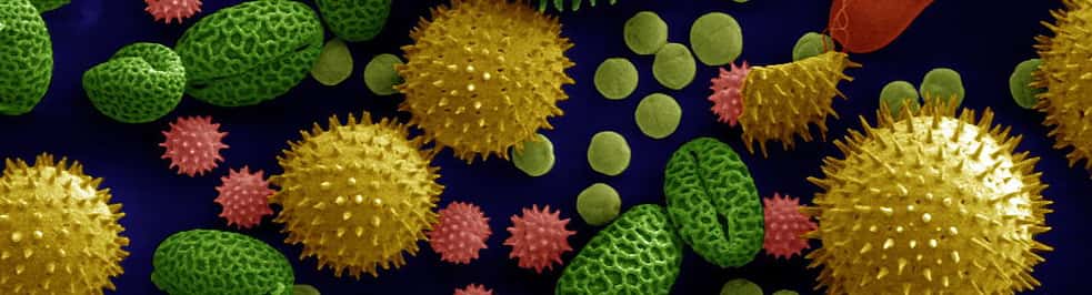 Pollens de différentes plantes pouvant être allergènes. © <em>Darmouth College, Wikimedia Commons,</em> Domaine public