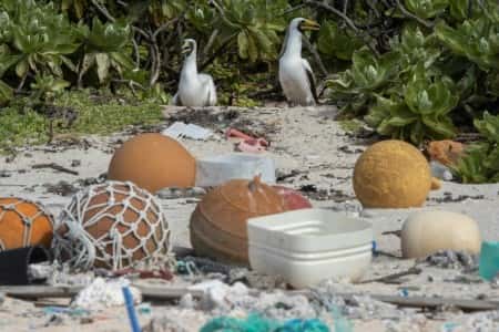 Des déchets sur une plage de l'île Henderson, dans le Pacifique, le 10 juin 2019. © Iain McGregor, Stuff, AFP, Archives