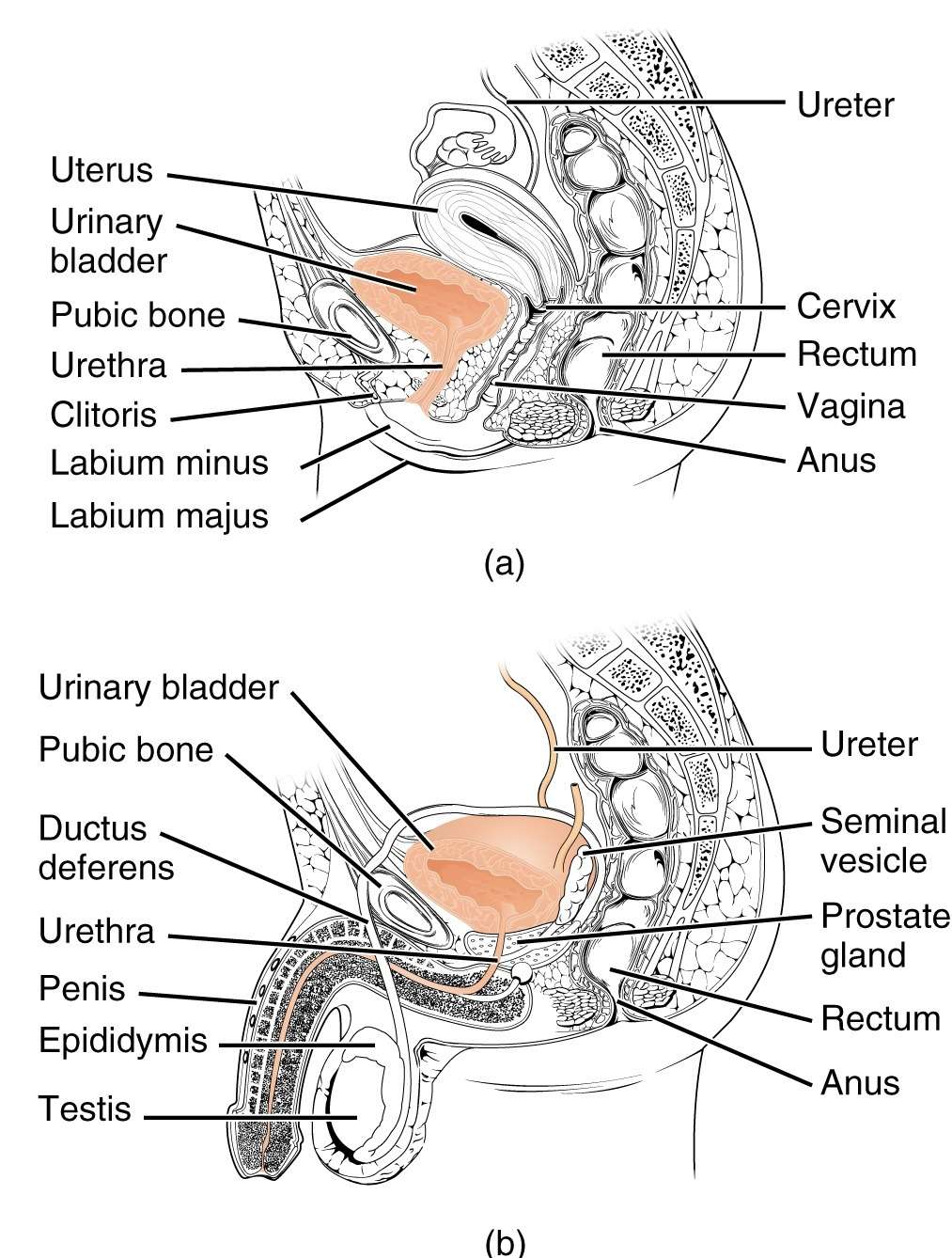 L'urètre transporte l'urine de la vessie vers l'extérieur du corps. Cette image montre (a) un urètre féminin et (b) un urètre masculin. © Collège OpenStax, <em>Wikimedia Commons</em>, CC PAR 3.0 