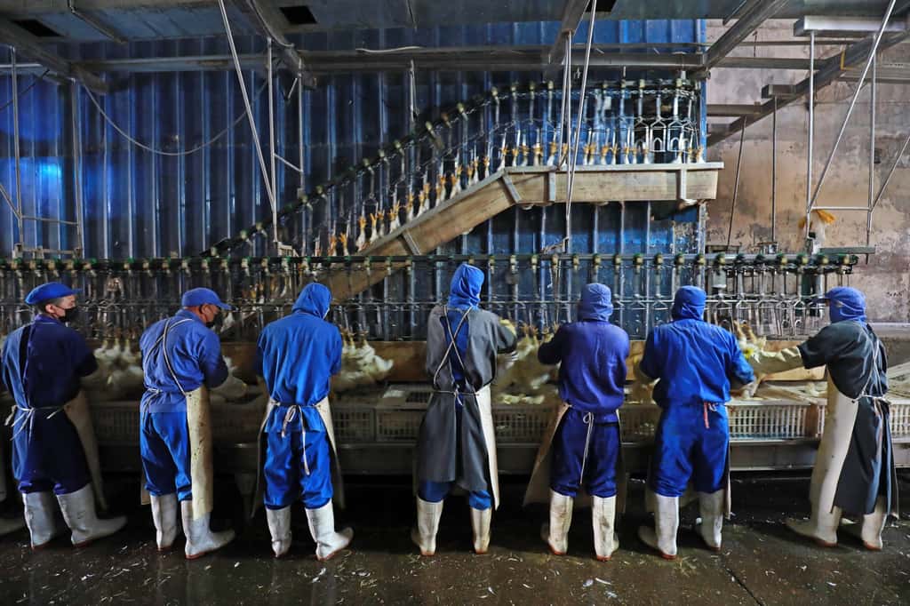  Bien protéger de l'infection ceux qui travaillent à l'abattage des poulets restreint les possibilités d'exposition de l'Homme au virus. © zhang yongxin, Adobe Stock