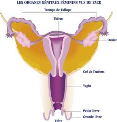 Position du col de l’utérus dans l’appareil génital féminin. © DR