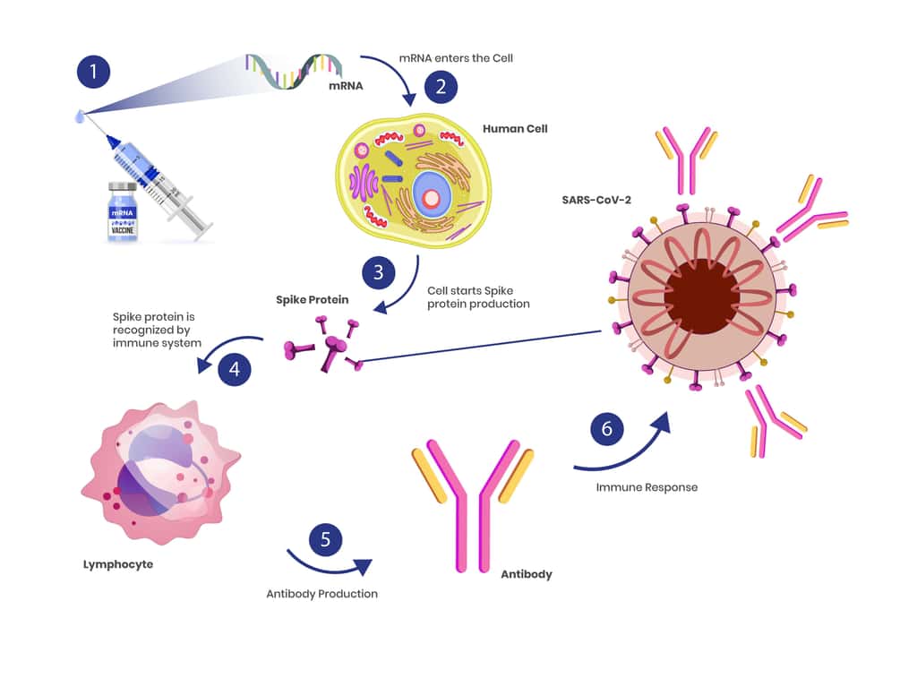 Mécanisme d'action du vaccin à ARNm contre le virus de la Covid-19. © Alkov, Adobe Stock