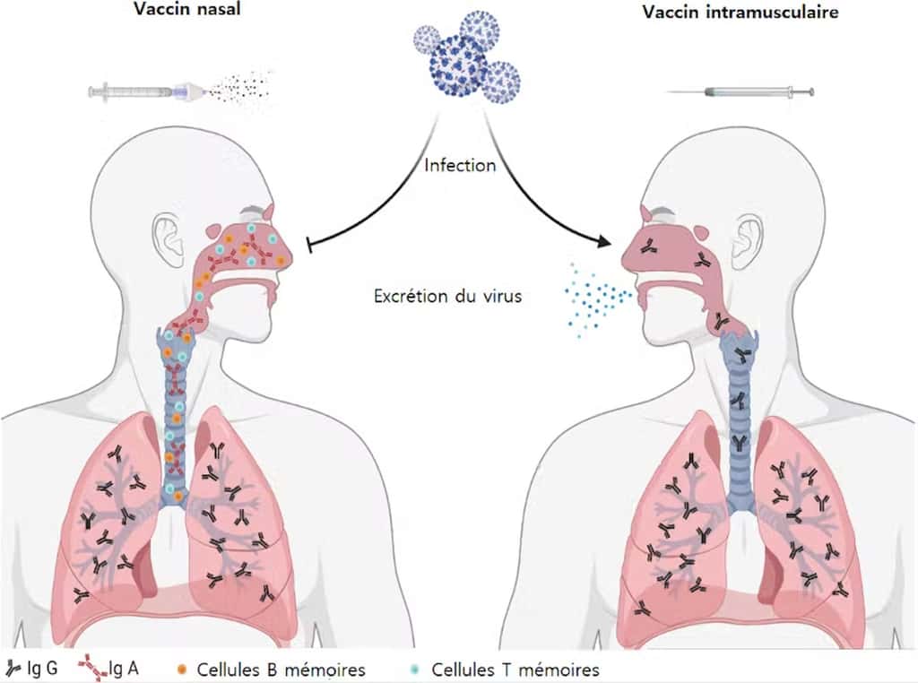 Les vaccins intramusculaire et nasal n’entraînent pas le même type d’immunité. Le second (à gauche) a une action systémique et locale, plus à même de bloquer la transmission du virus. © LoValTech, <em>Author provided</em>