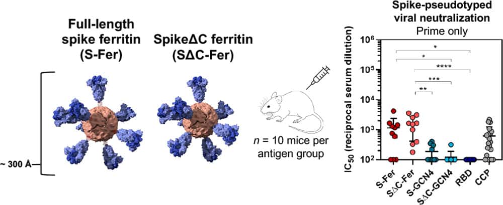 Les deux sphères fusionnées avec les deux formes de la protéine S ont été injectées à dix souris. À la suite de la première injection, ces sous-unités ont favorisé l'apparition d'anticorps neutralisants. © Abigail E. Powell et al. ACS <em>Central Science</em>
