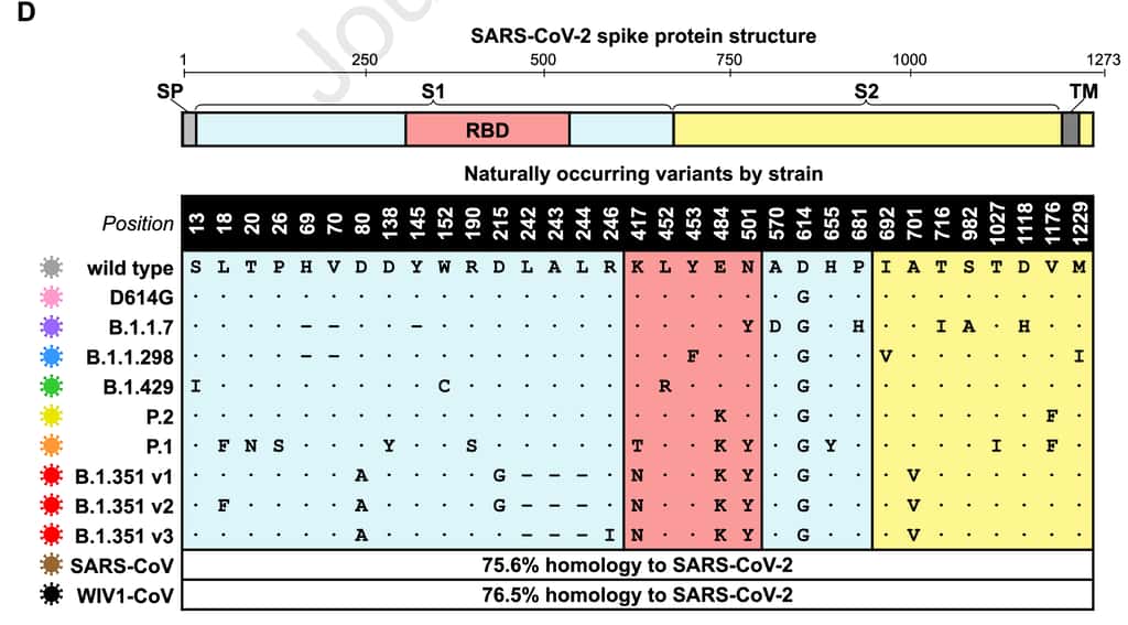 Les dix variants étudiés ici et leurs mutations dans la protéine S. © Wilfredo F. Garcia-Beltran et al.,<em> Cell</em>