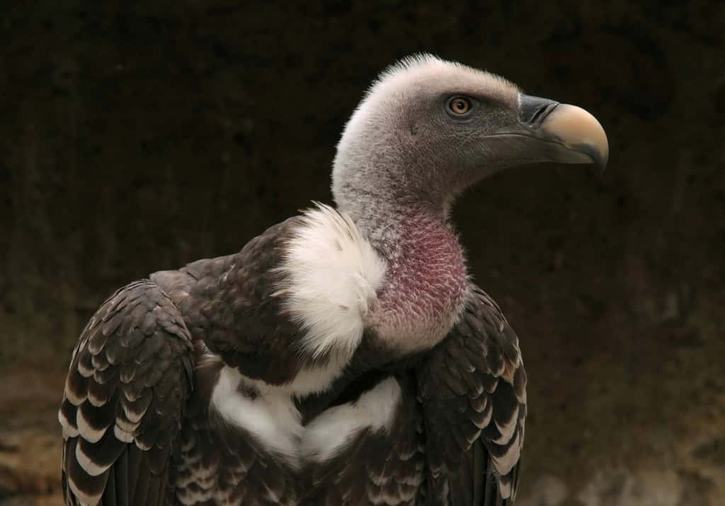 Le vautour de Rüppell est un champion des vols les plus hauts ! Rencontré par des avions de ligne à quelque 11.300 mètres d’altitude, il est probable qu’il puisse monter encore plus haut ! © Marie Capitain, fotolia