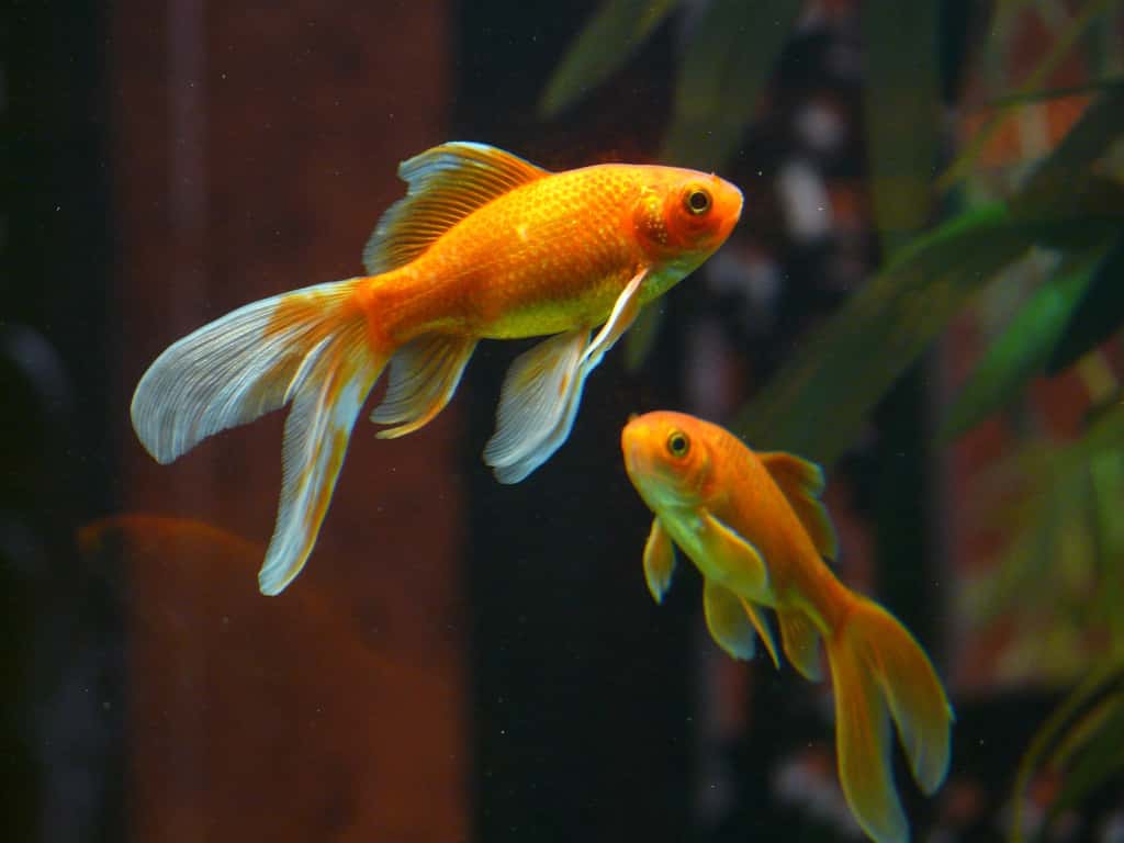 Rares sont les aquariophiles à disposer de systèmes de refroidissement pour aquariums. © Hans, Pixabay