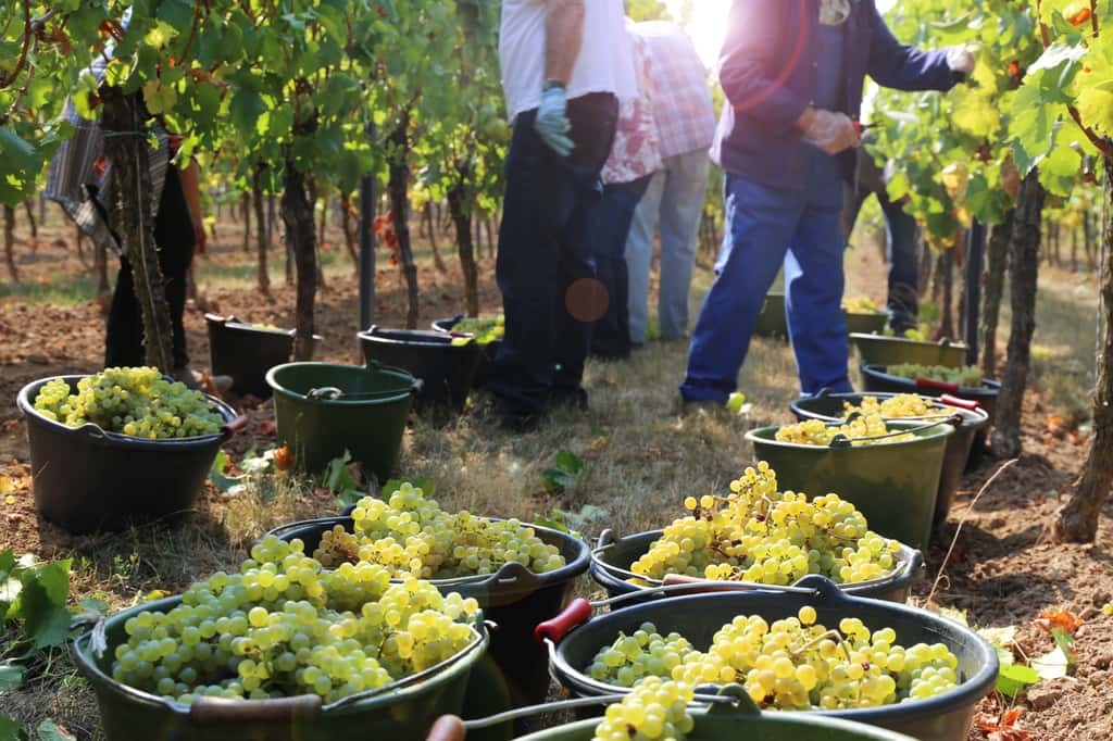 Les viticulteurs ont dû s'adapter aux règles sanitaires pour organiser le travail dans les vignes afin d'empêcher l'apparition de nouveaux clusters. © U.J. Alexender, Adobe Stock