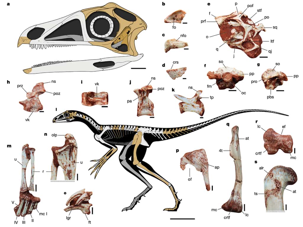 Matériel fossile et reconstruction squelettique de <em>Venetoraptor gassenae</em>. Les éléments préservés sont colorés en brun clair. a) Reconstruction du crâne. La présence de dents est hypothétique. b, c et d) Fragments de l’os prémaxillaire (mâchoire supérieure), et du dentaire (mâchoire inférieure). e) Région orbitaire du crâne. f et g) Boîte crânienne. h, i, j et k) Vertèbres cervicales, dorsale et caudale. l) Reconstruction squelettique. m et n) Avant-bras et main (manus), zoom sur le coude. o) Phalanges de la main supportant les griffes. p) Os pubien. q, r et s) Fémur complet, vue inférieure, zoom sur la partie supérieure. Barres d’échelle : 1 centimètre (a, m, q), 2 millimètres (b–d, h–k), 5 millimètres (e–g, n–p, r, s) et 10 centimètres (l). © Müller <em>et al</em>. (2023)