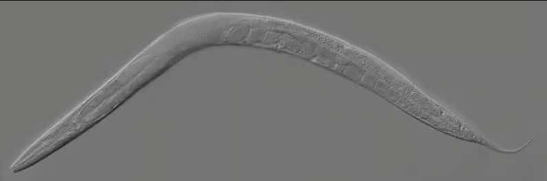 Le ver <em>C. elegans</em> est transparent, ce qui permet de visualiser facilement chacune de ses cellules. © Kbradnam, Wikimedia, CC by-sa 2.5