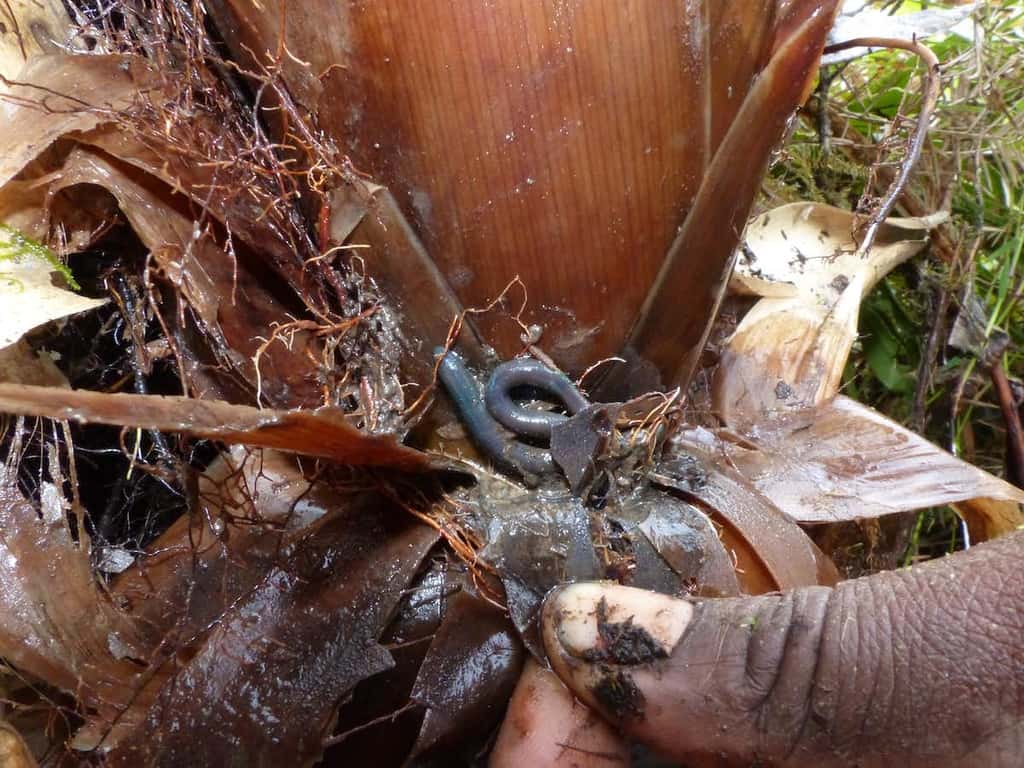 Un ver de terre d’une espèce probablement endémique de Martinique (genre <em>Dichogaster</em>) dans une Broméliacée. © Mathieu Coulis
