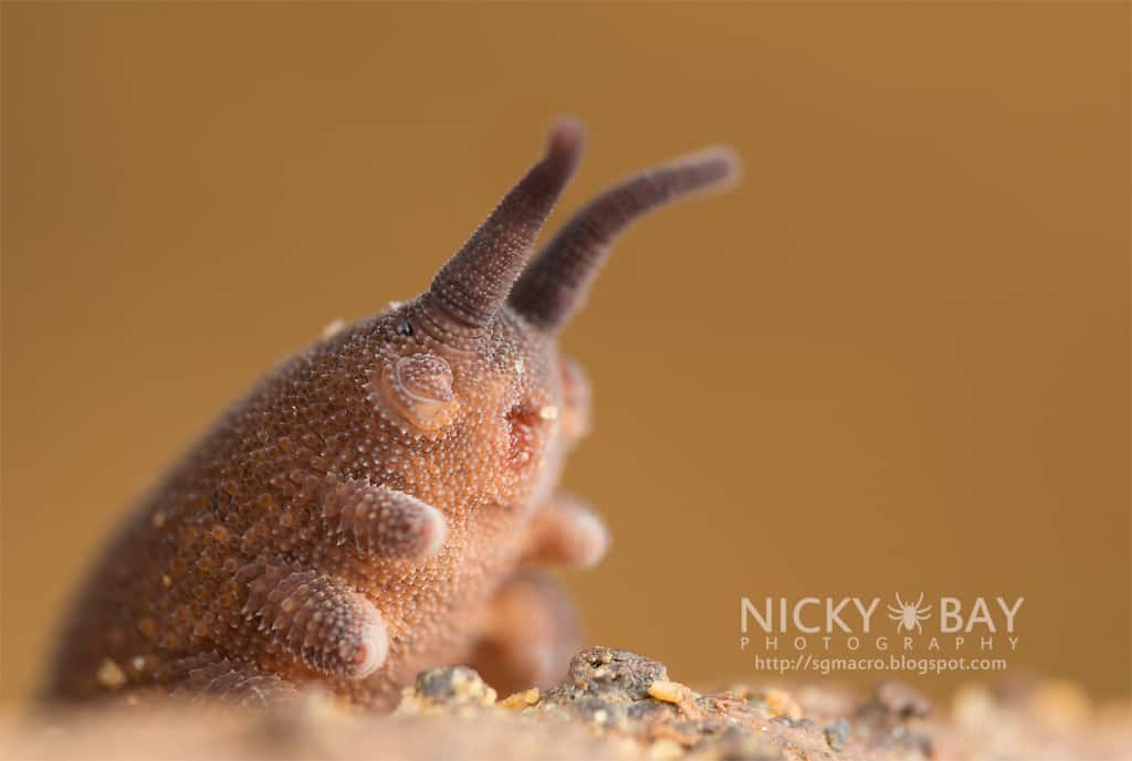 Un gros plan sur l'adorable tête de<em> Eoperipatus totoro</em>. © <a href="https://www.nickybay.com/" target="_blank">Nicky Bay Photography</a>