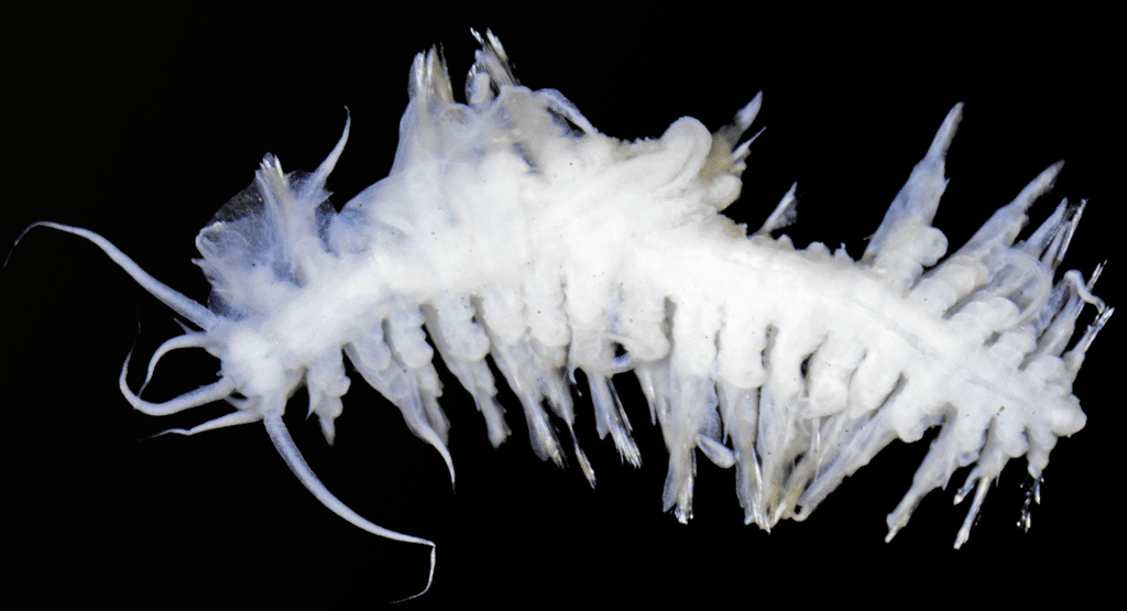 Voici <em>Abyssarya acus</em>, une nouvelle espèce de ver marin découverte dans les abysses du Pacifique. L'animal mesure 4,77 millimètres. © Paulo Bonifácio