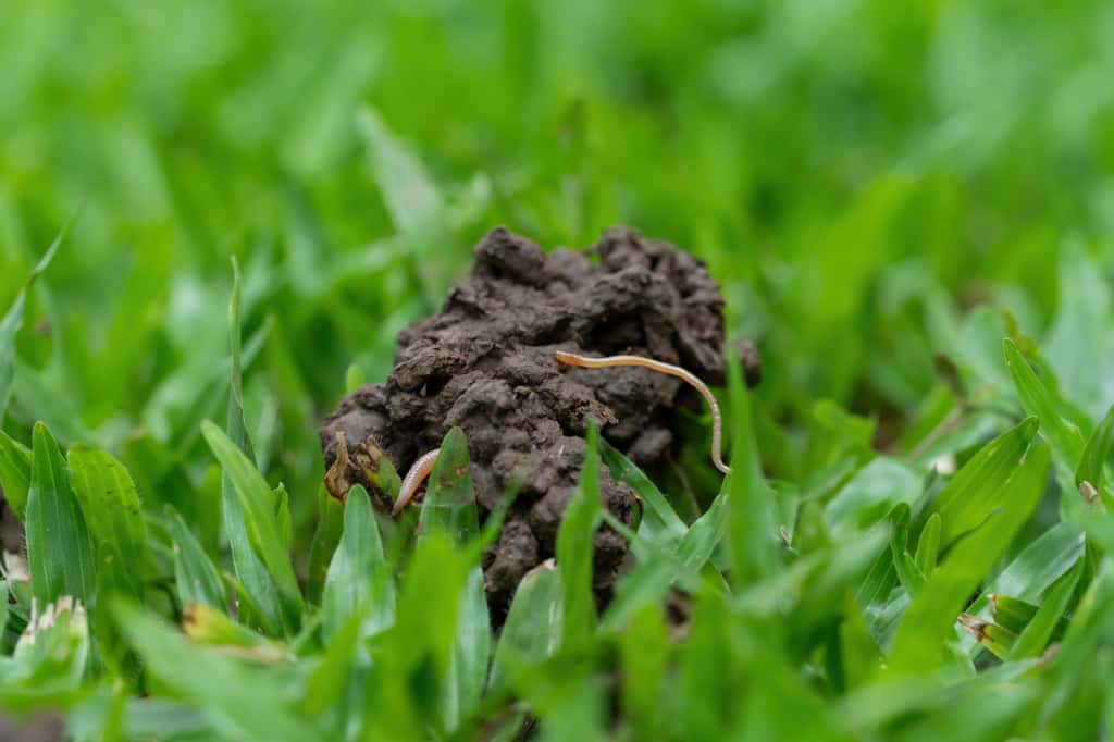 Le ver de terre, un invertébré utile dans nos jardins. © DN STOCK, Adobe Stock