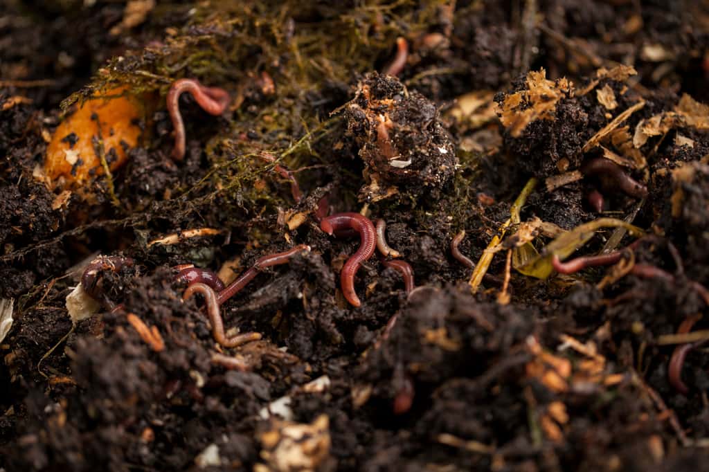 Les vers de terre sont friands de compost ! © jbphotographylt, Adobe Stock