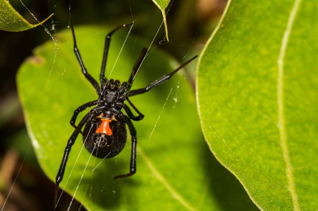 Le venin des araignées, comme celui des veuves noires, peut aussi être toxique pour l’Homme. © ondreicka, Fotolia