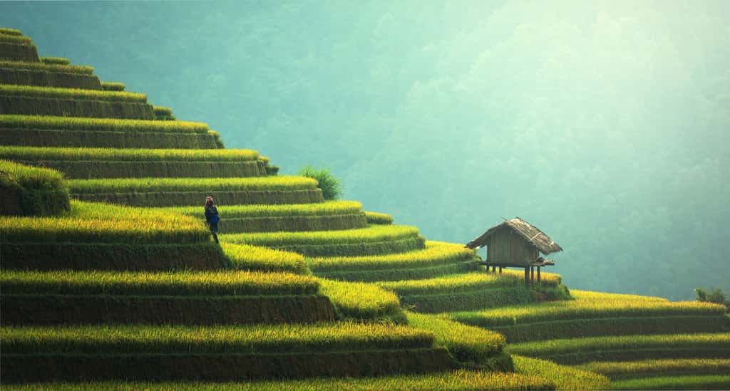 Les rizières en terrasse forment des paysages époustouflants au Vietnam. ©Sasint, Adobe.