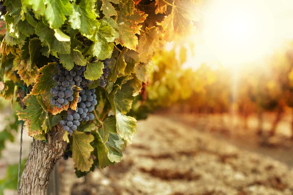 La filière française du vin est réputée dans le monde entier. Des offres d'emploi sont à pourvoir dans cette branche. © Deyan Georgiev, Adobe Stock