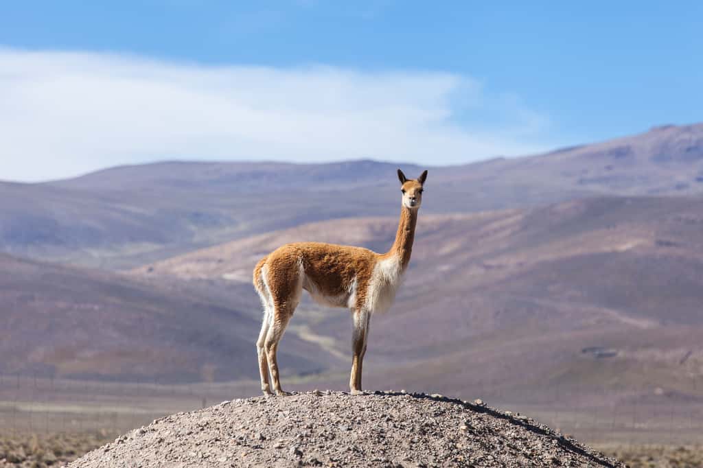La vigogne est un camélidé très craintif vivant sur les hauts plateaux de la cordillère des Andes. © nnerto, Adobe Stock