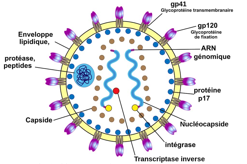Schéma de la section d'un VIH. © HIV_Virion.svg, <em>Wikimedia Commons</em>, CC BY-SA 3.0
